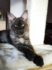 Kocurek Maine Coon czarny dymny ns ANAKIN Of Alisaria*PL