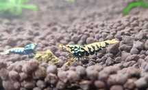 Kreweki Cardina Boa Galaxy