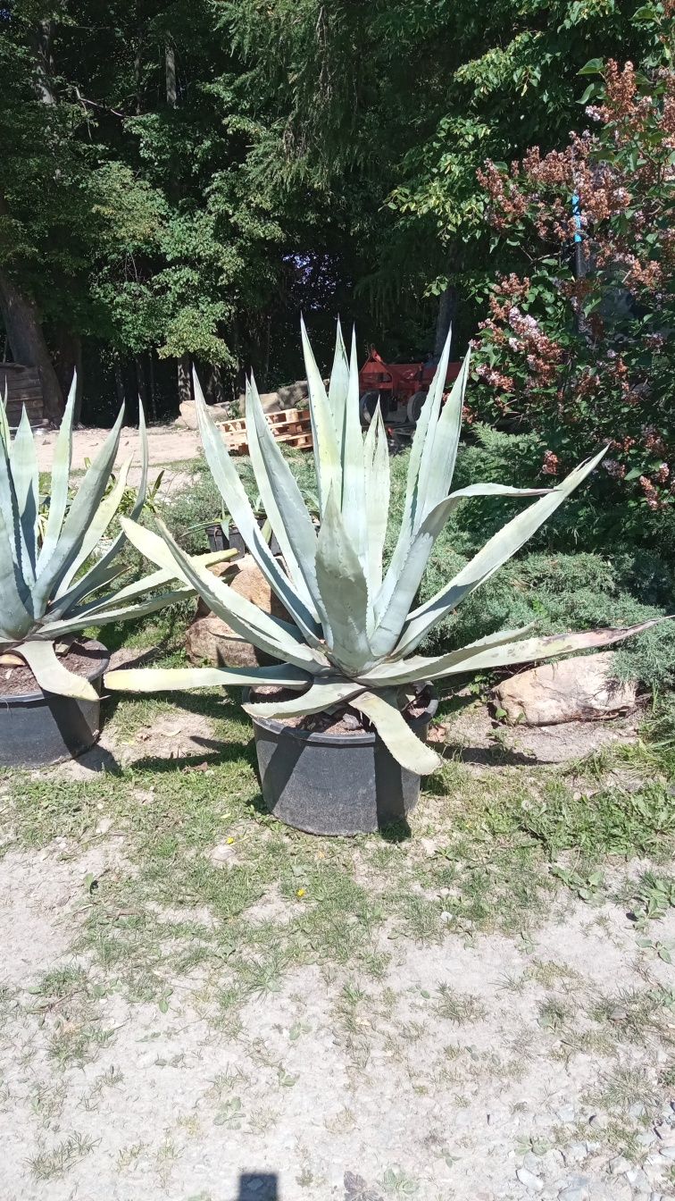 Kaktus agawa różnej wielkości