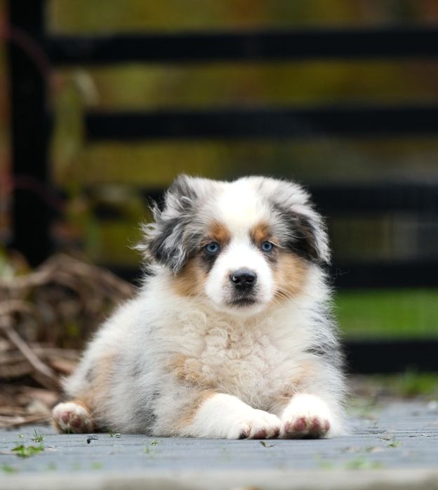 Piesek blue merle długi ogon miniaturowy owczarek amerykański ZKwP/FCI