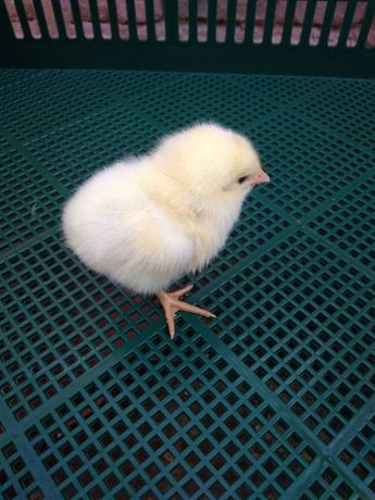 Цыплята курчата Ломан Браун