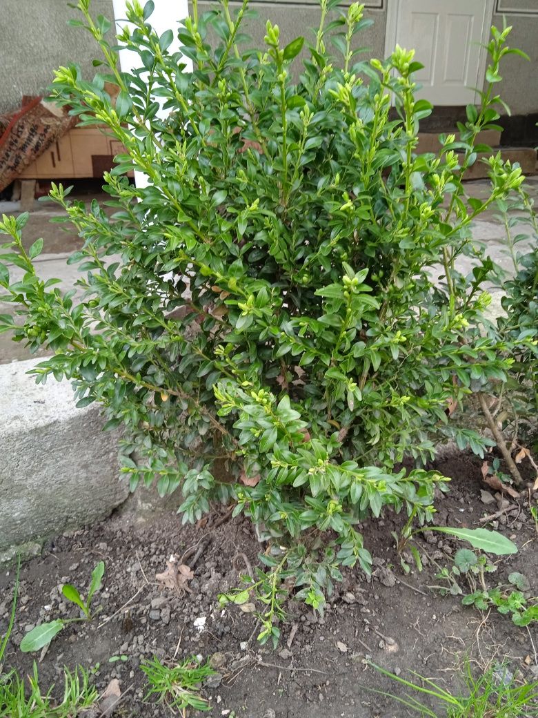 Самшит,самшит кущ зелений, барвінок