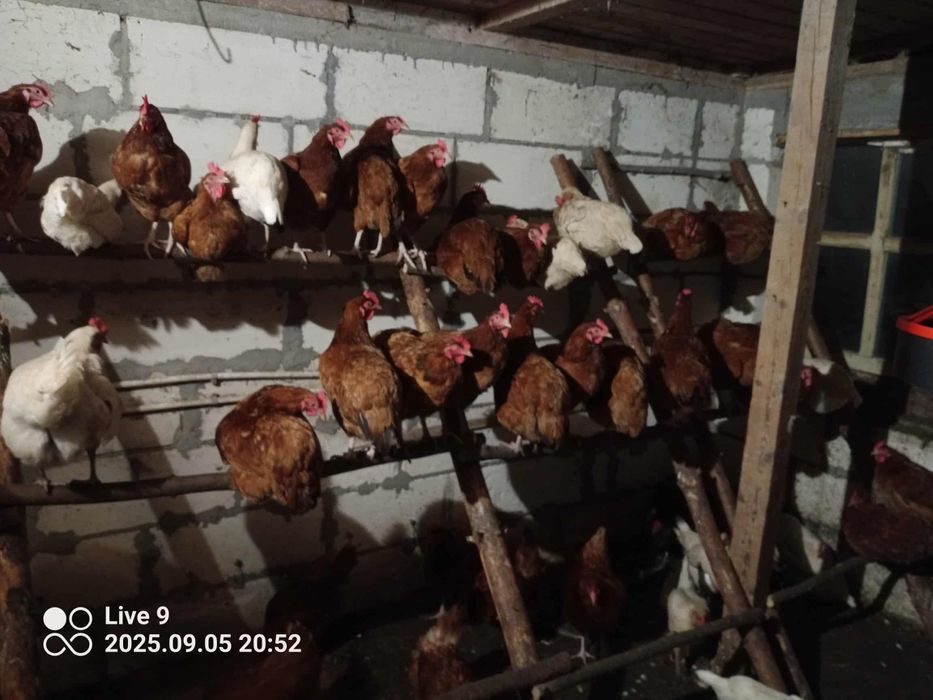 Kury nioski znoszące jajka