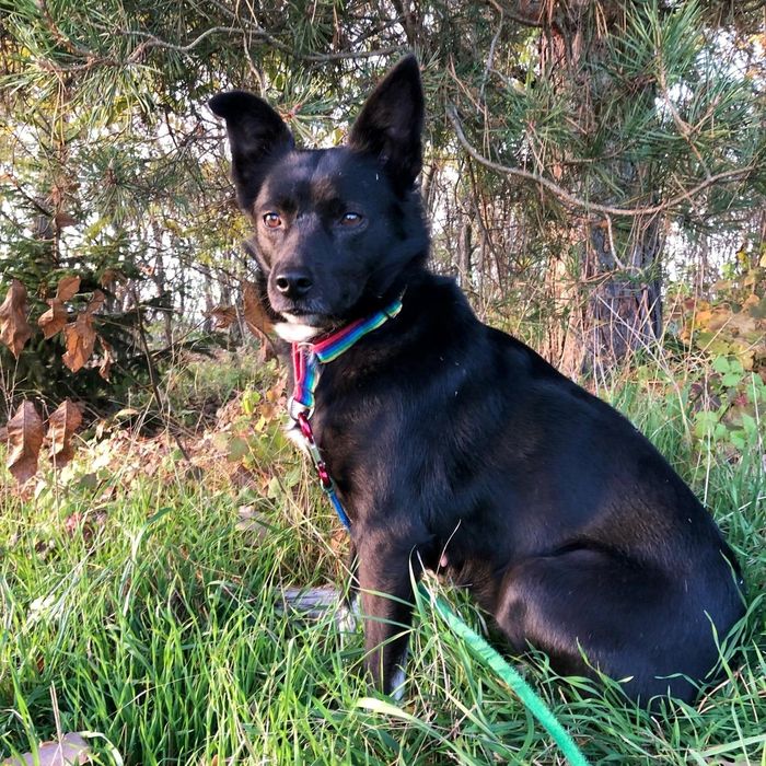 Karmen czeka na fajny dom