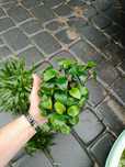 Anubias Nana – roślina akwariowa