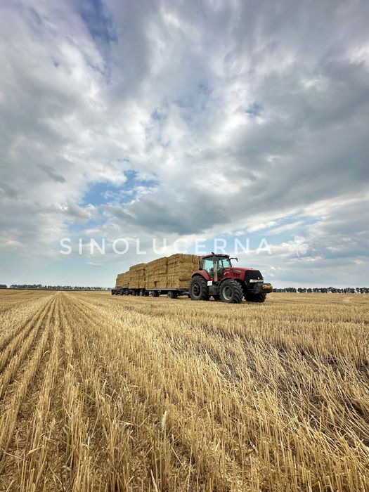 Пшенична солома в квадратних тюках