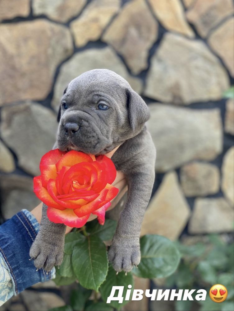 Щеночки Cane corso-відкрита резервація