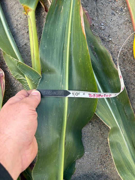 ŚWIEŻE POLSKIE nasiona kukurydzy FLORES na ziarno i kiszonkę!