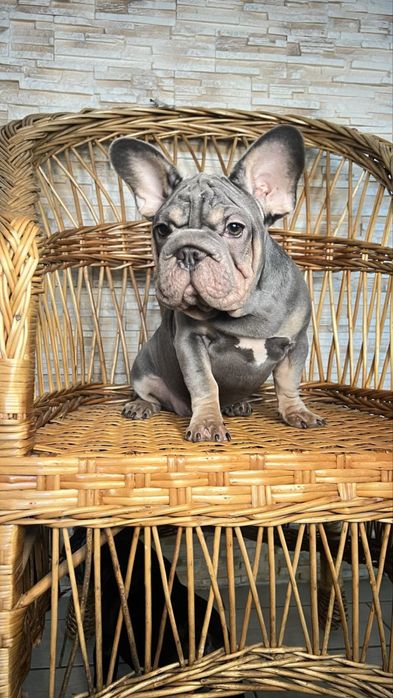 Продаж Французького бульдуга дівчинка