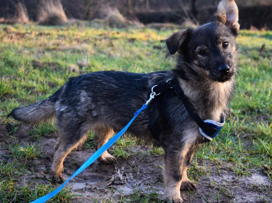 Malutki kochany pies szuka domu Adopcja