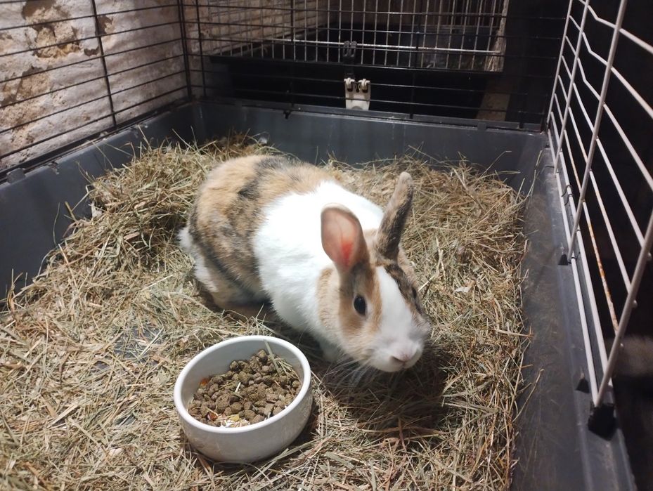 Królik miniaturka oddam za darmo