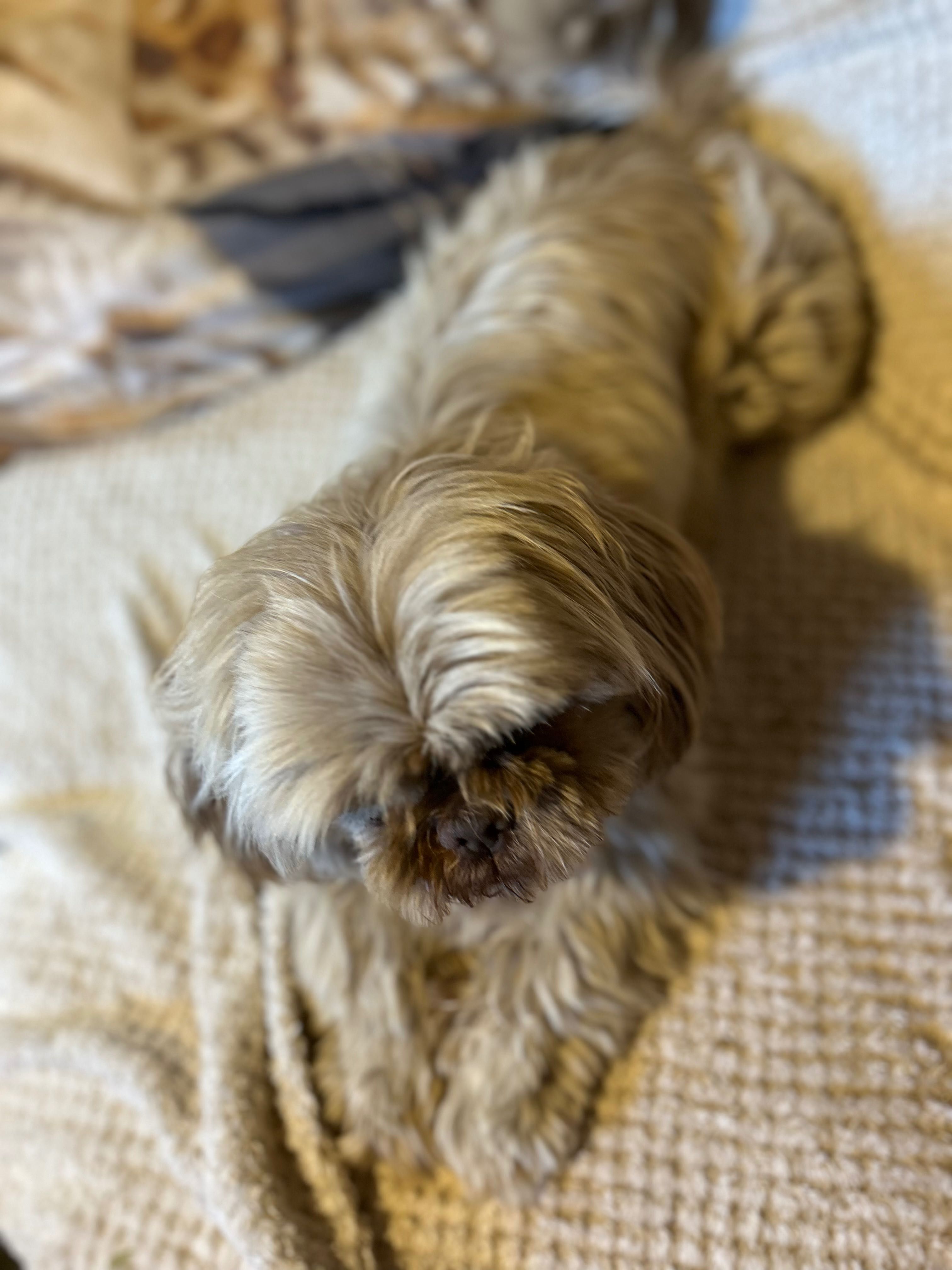 Piesek 6 lat Shih Tzu