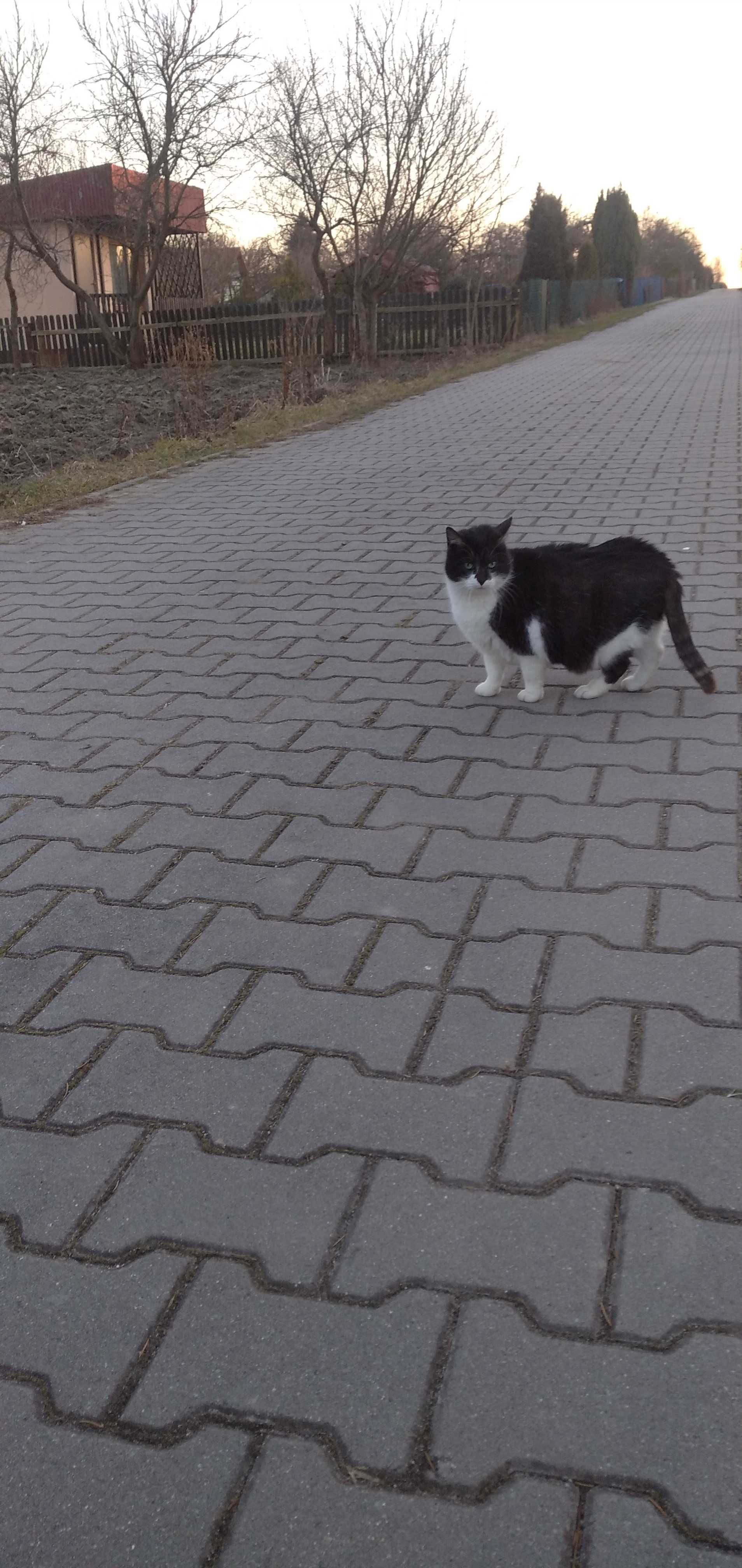Wysterylizowana Malinka Kuleczka za darmo