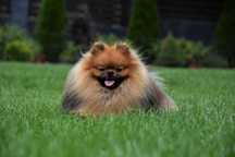 Pomeranian szpic ZKwP FCI piesek