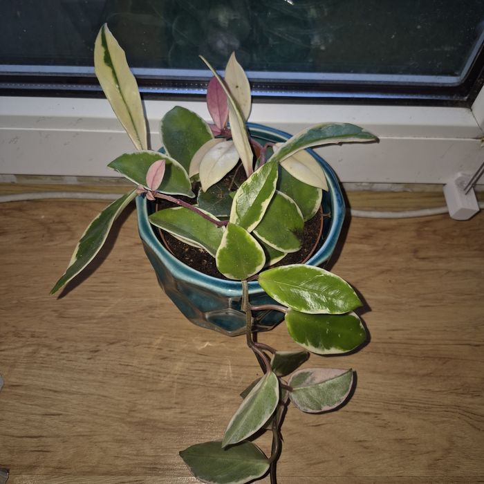 Hoya Flamingo Dream dużo białego