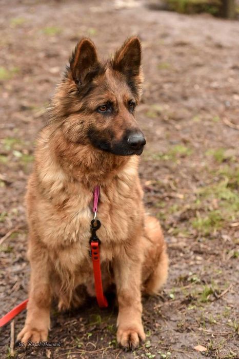 Pola! Cudowny owczarek niemiecki szuka domu!