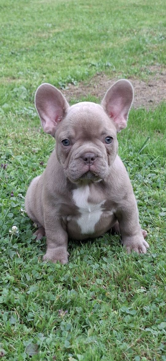 Suczka buldog francuski