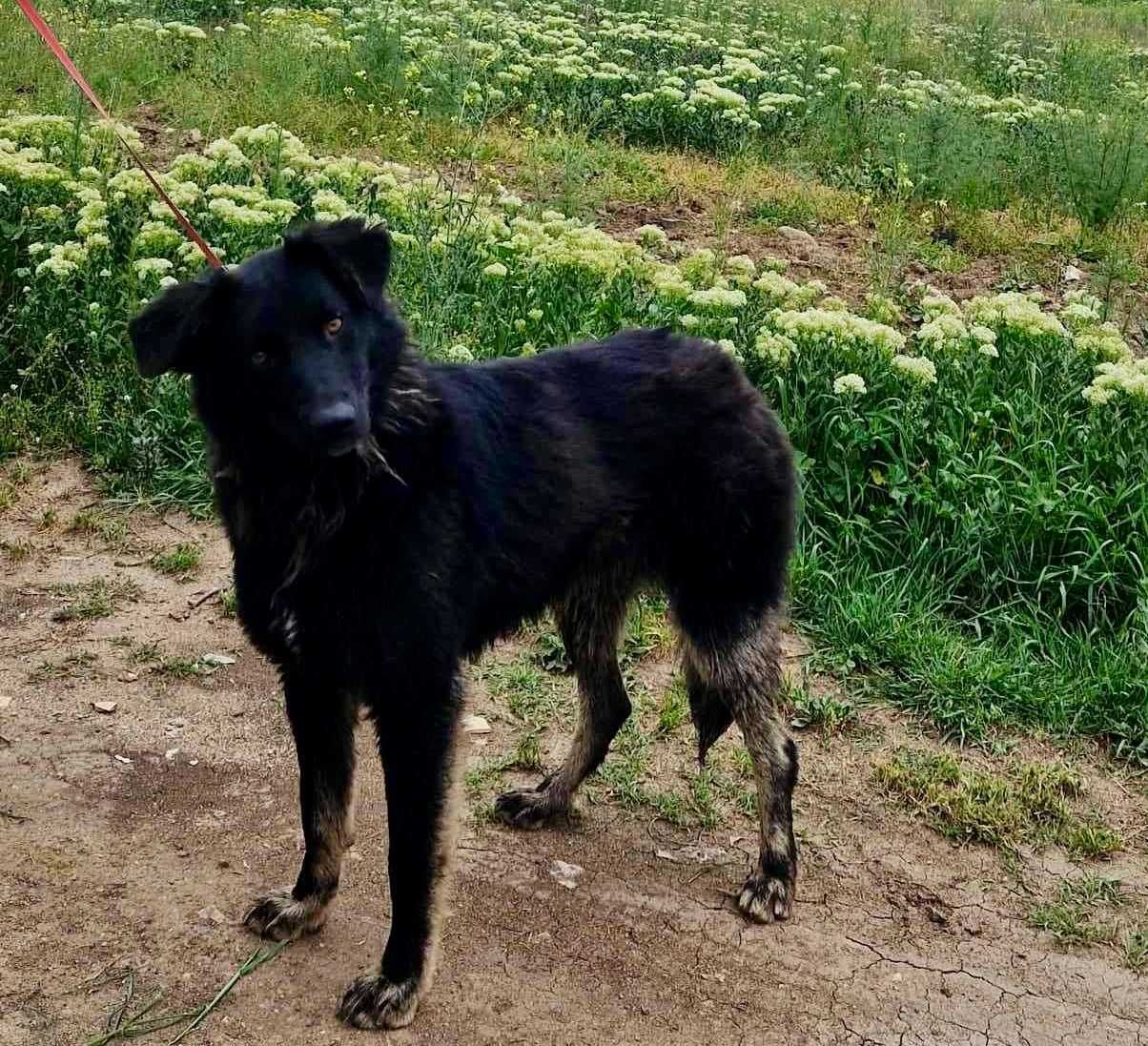 CELINA, grzeczna sunia uratowana w Bułgarii.