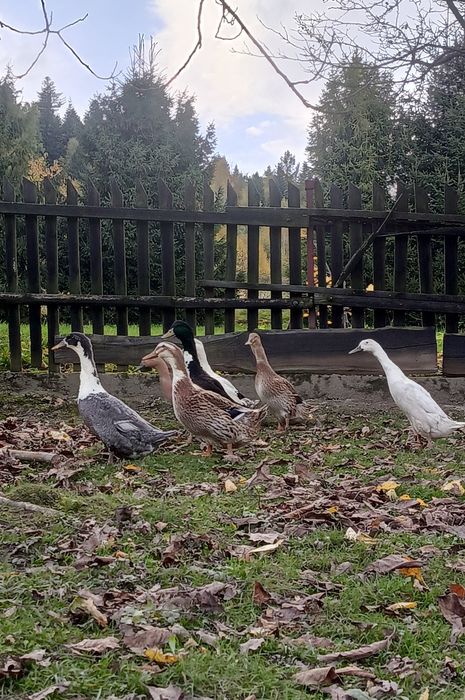 Biegus indyjski i kaczka staropolska