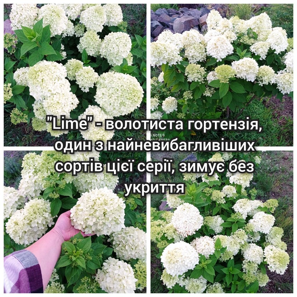 Гортензія різні сорти