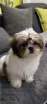 Shih Tzu suczka tri kolor