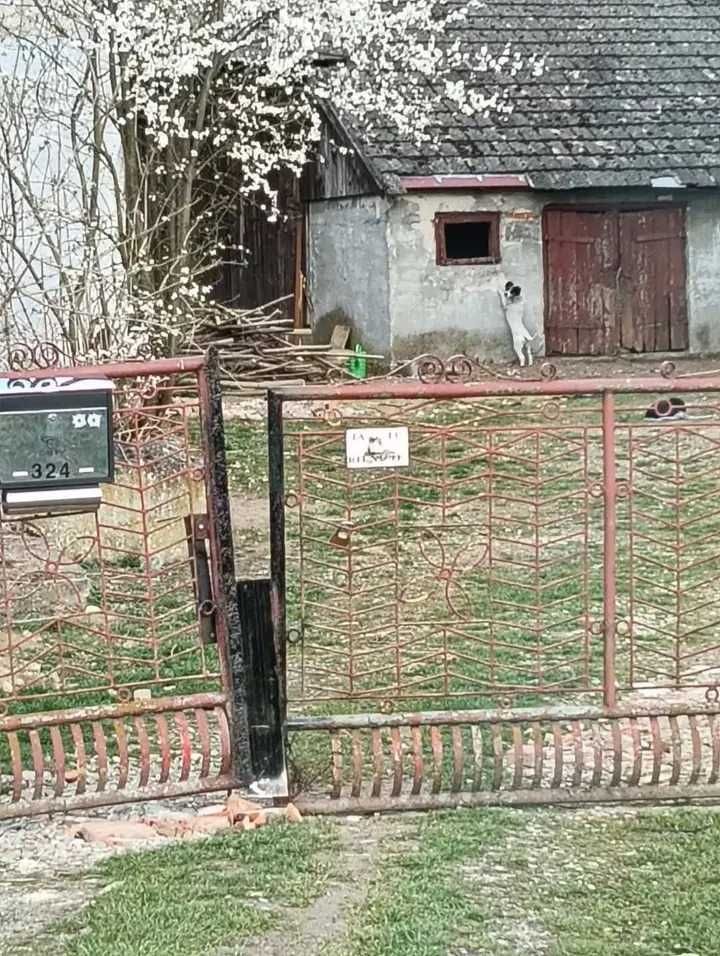 Pijacy chcą otruć mamę i szczeniaki ! DT potrzebny na wczoraj !