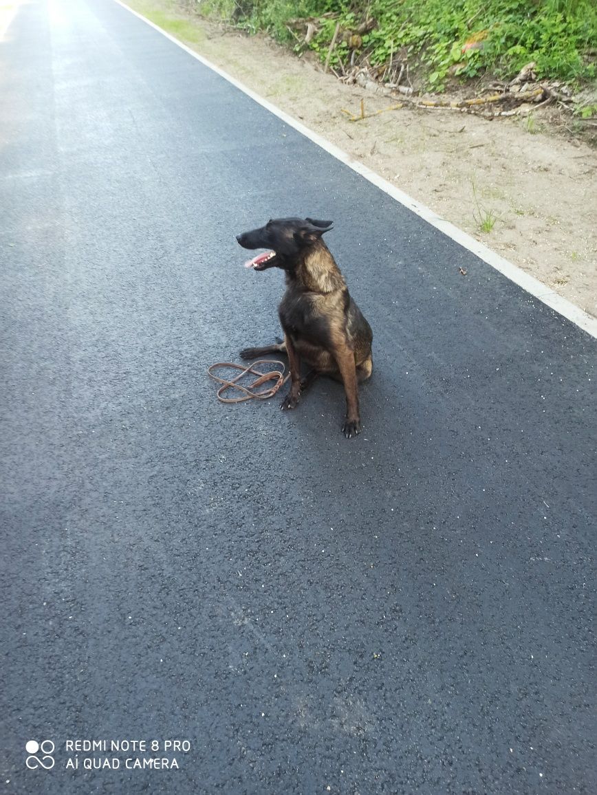 Owczarek belgijski malinois Fci suka