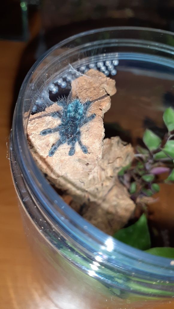 Caribena versicolor l2 + pojemnik + karmówka + gratis