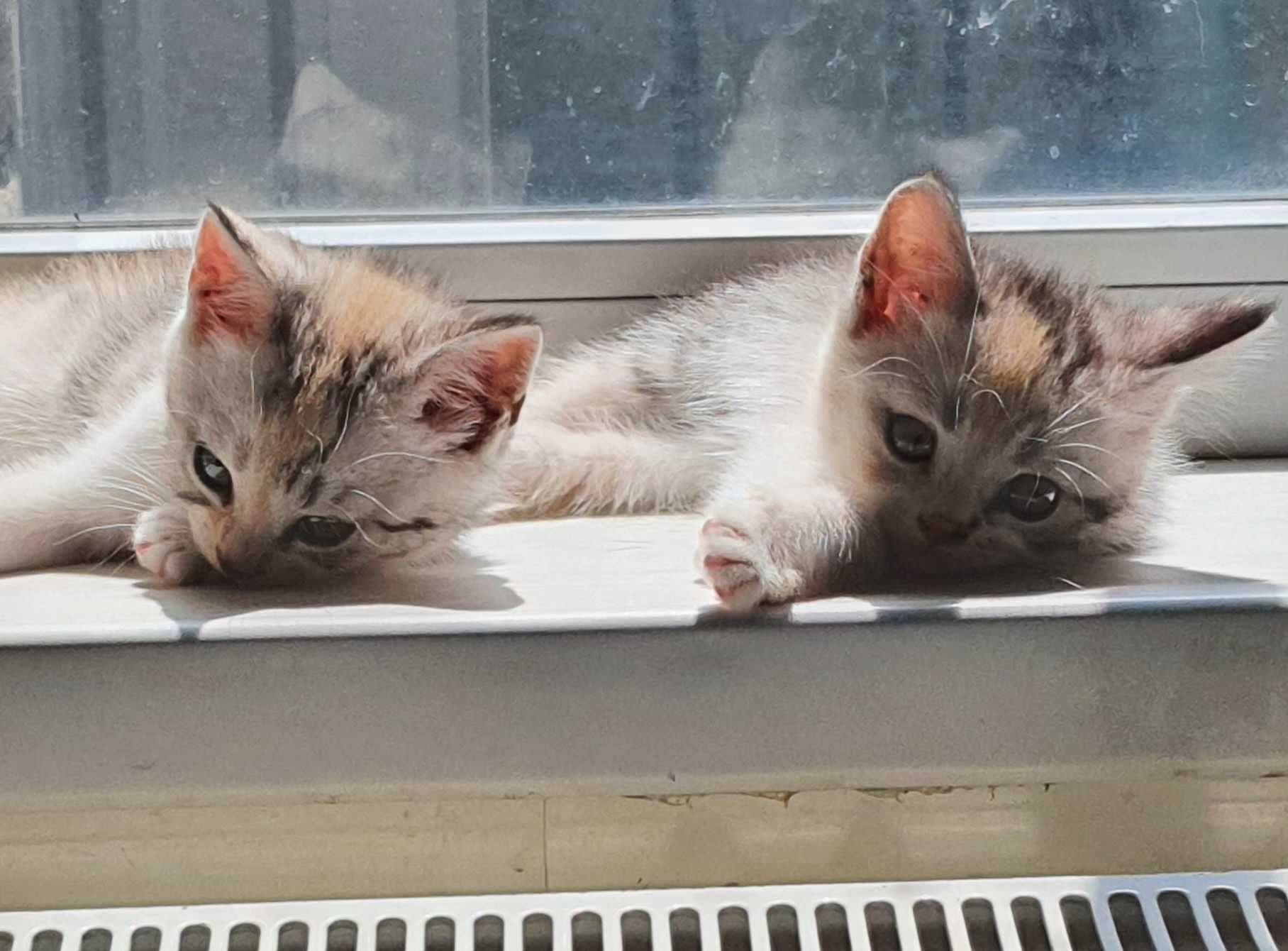 Кошенята скотіш страйт