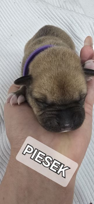 Oddam W Dobre Ręce [ mama amstaff ]