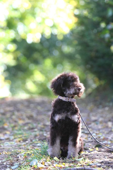 PUDEL ŚREDNI brązowy Tan Choco Tan piesek samiec Alex wideo video