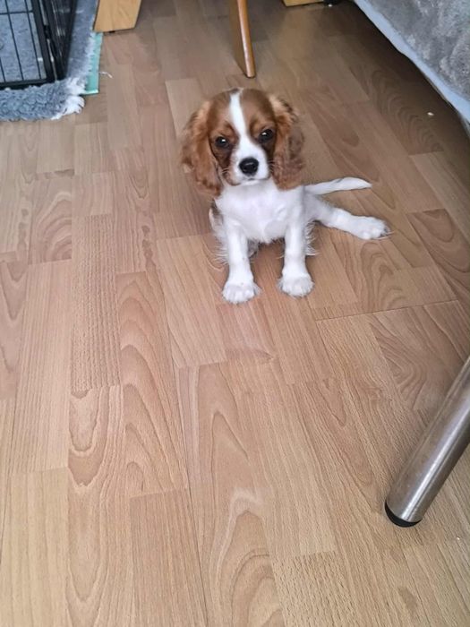 Cavalier King Charles Spaniel ZKwP
