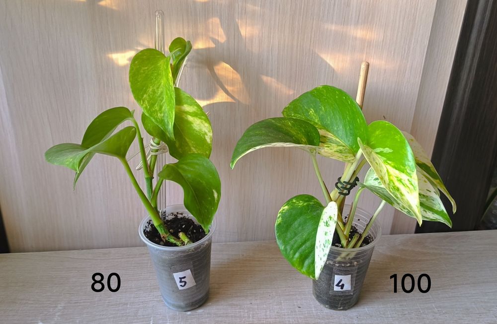 Епіпремнум золотистий і Неон кімнатні рослини ліани