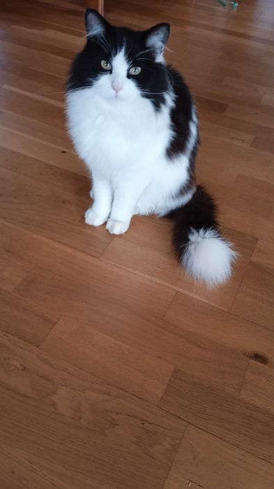 Zaginął nasz kocur .Czarno biały o długiej sierści.