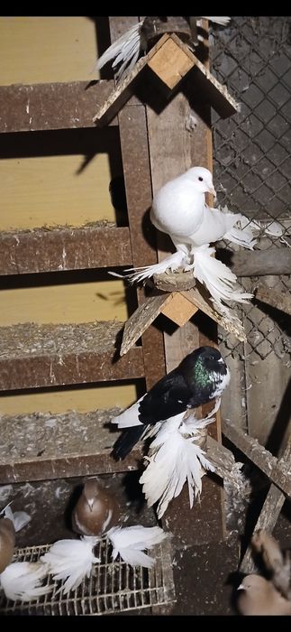 Witam sprzedam dwie samice garlacze pomorskie białe  z 025r