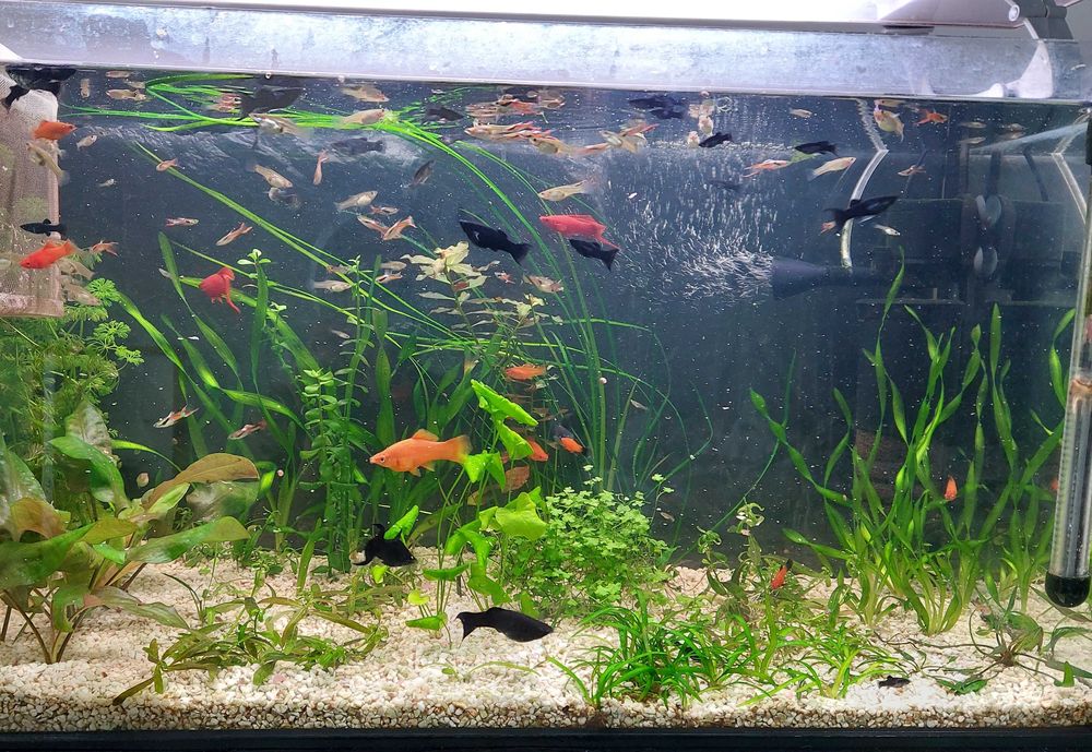 Ryby akwariowe, gupik endlera