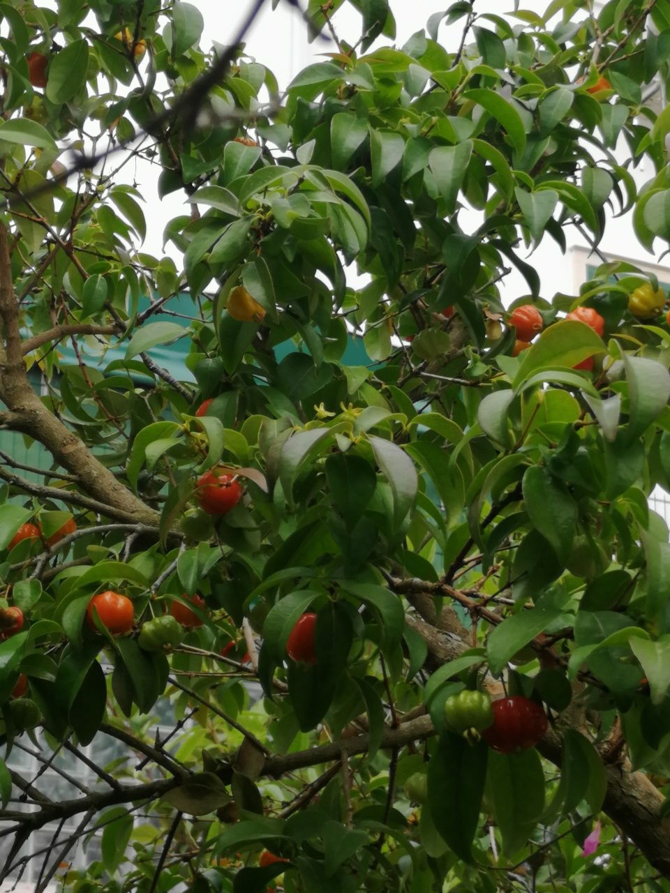 Várias Plantas, Arvores de fruto e Sementes