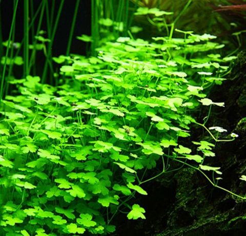 Hydrocotyle tripartita "Japan" roślina do akwarium
