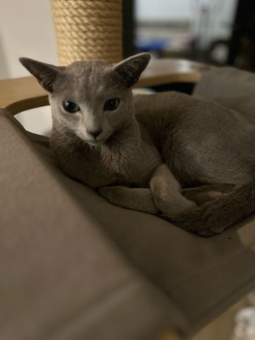 kocurek rosyjski niebieski , ur. 15 XI 2024, FIFE