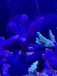 Montipora fioletowa sps