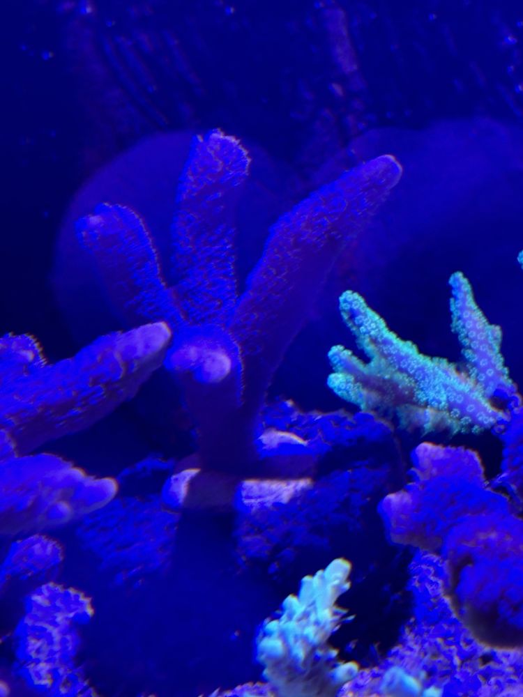 Montipora fioletowa sps