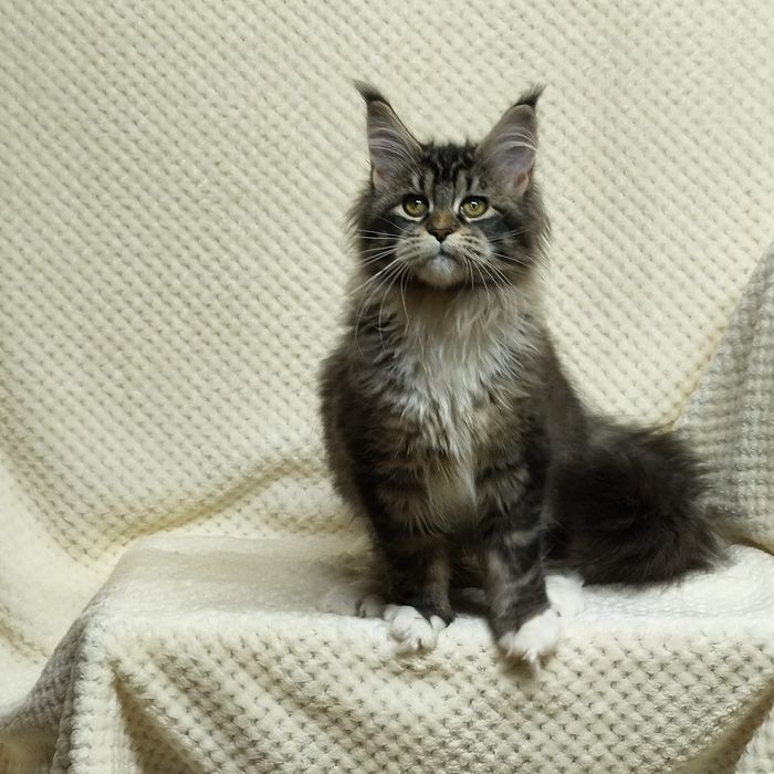 Справжні  Мейн-куни з розплідника .Розпродаж підлітків та дорослих .