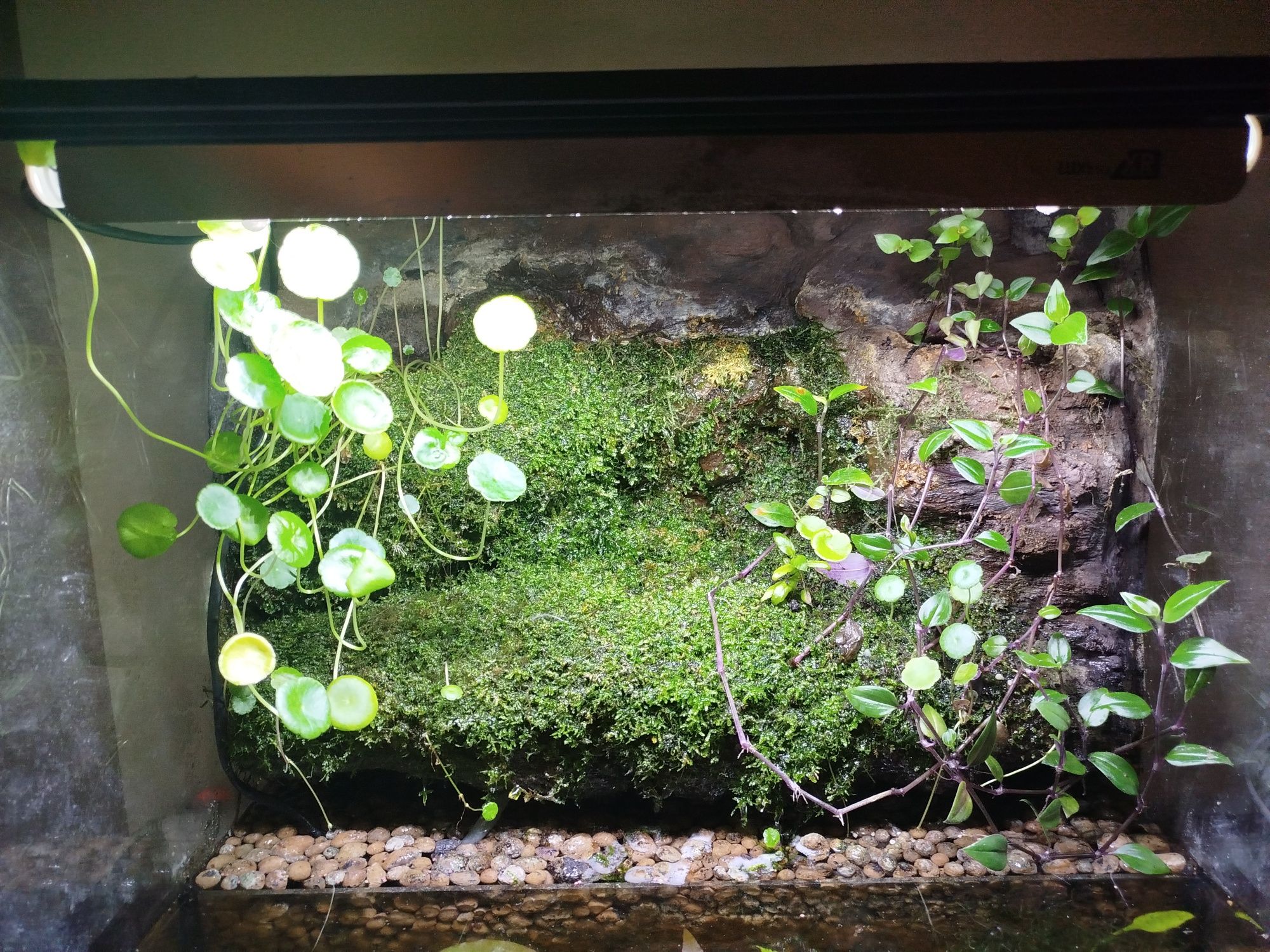 Paludarium 50x40x45 cm dla kraba, traszki, bojownika