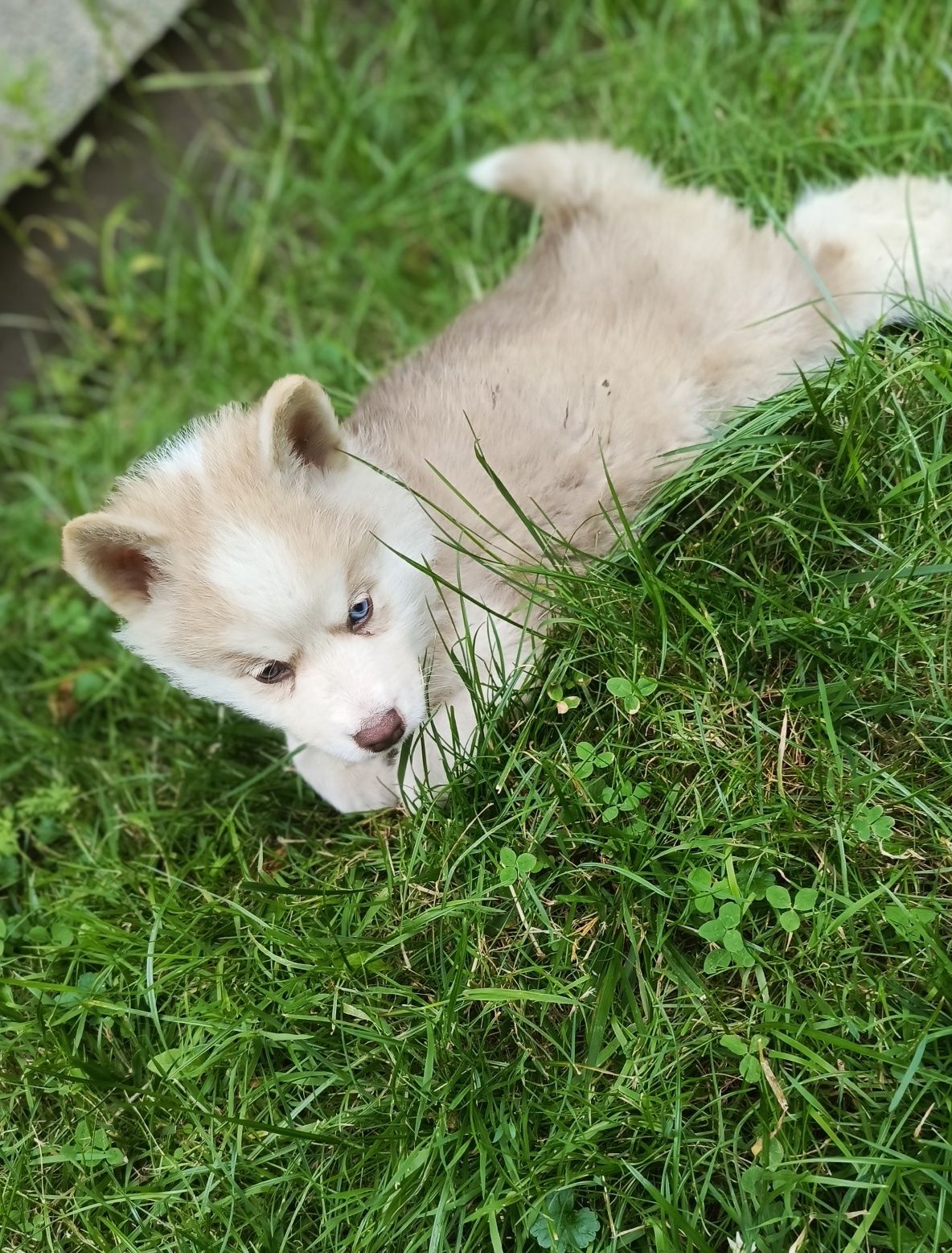 Husky Syberian haski szczeniak