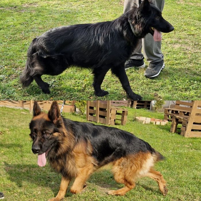 Owczarek niemiecki długowłosy