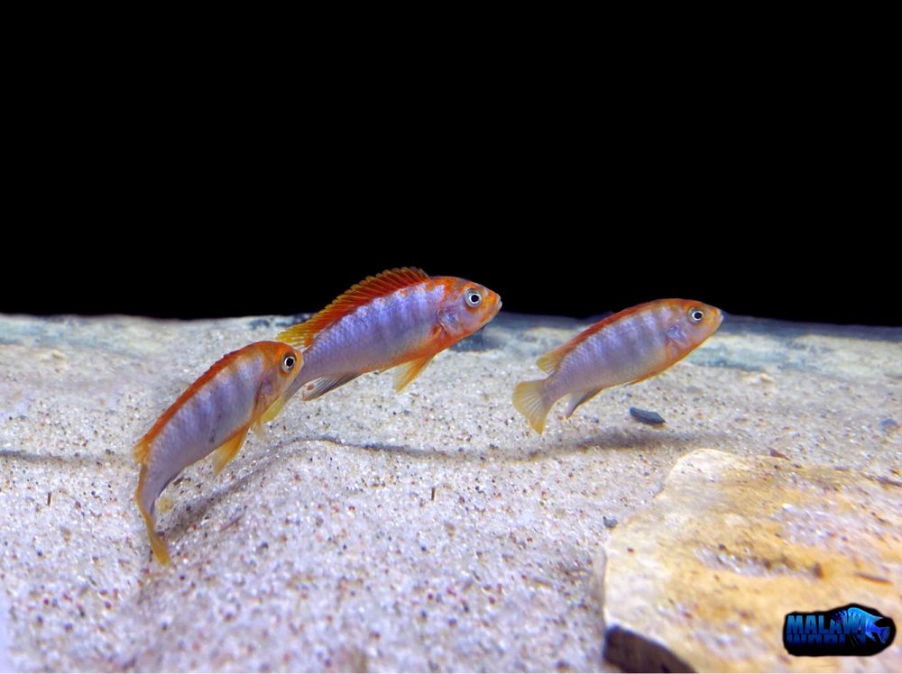 Labidochromis hongi "Sweden red" pyszczaki Malawi World