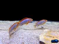 Labidochromis hongi "Sweden red" pyszczaki Malawi World