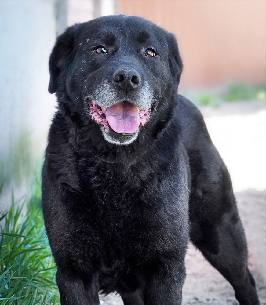 Bronek - czarny labrador  czeka na dom