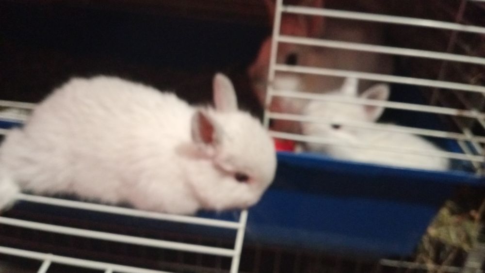 Минни Львиноголовые карликовые крольчата