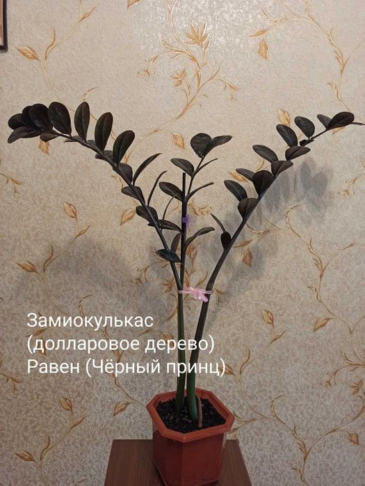 Замиокулькас(Долларовое дерево)